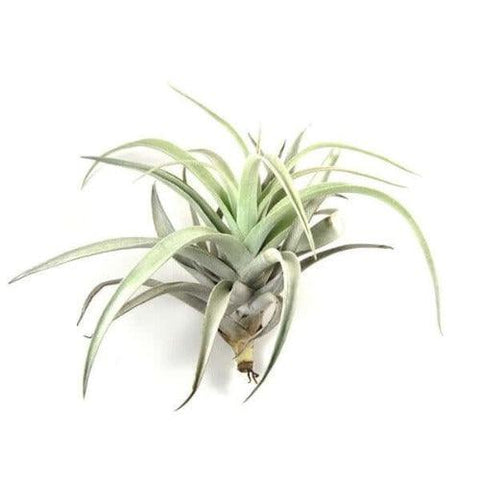 Harrisii Air Plant - Bon Vivant Gift Boxes